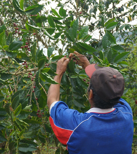 Peru Arrival + Market Updates