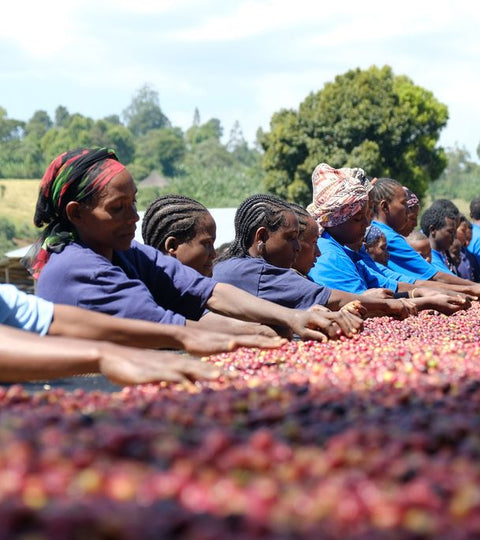 Ethiopia - Catalyst Trade