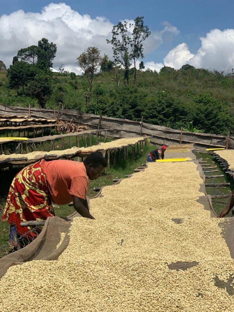 Burundi - Musenyi Washed