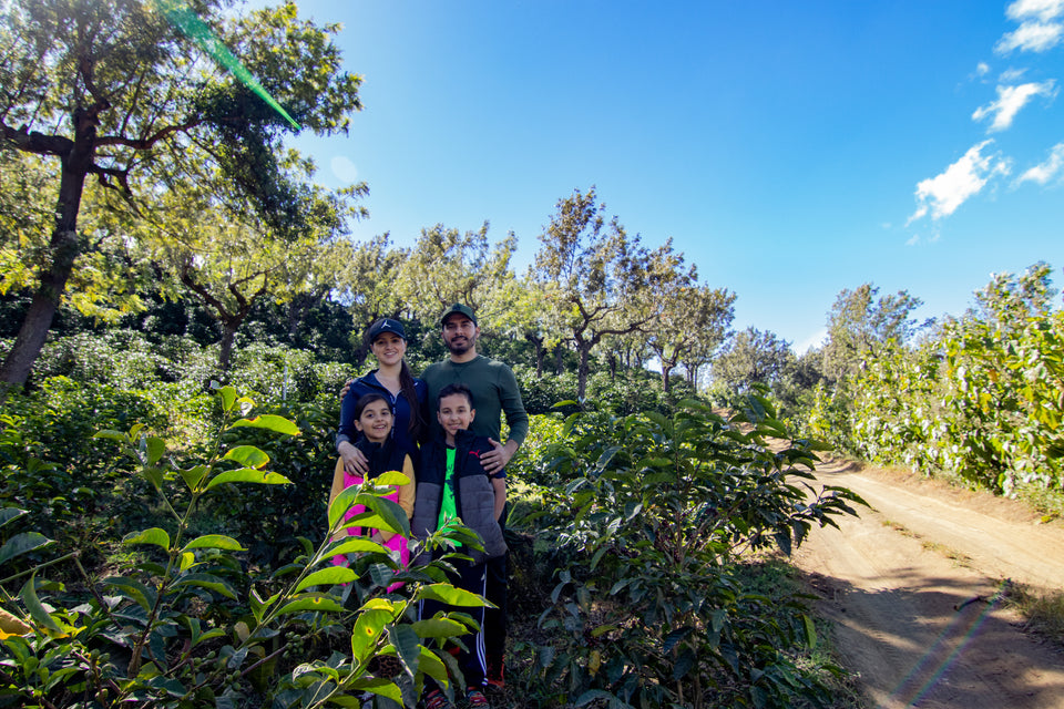 Guatemala Finca La Hermosa : Organic Washed Reserve